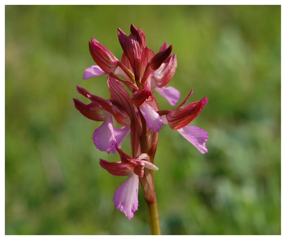 orchidea-farfalla